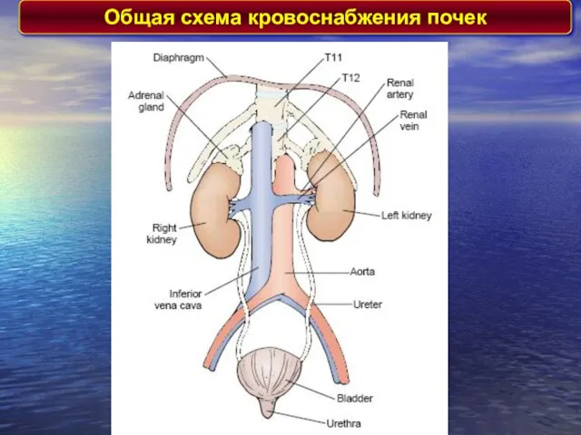 Общая схема кровоснабжения почек