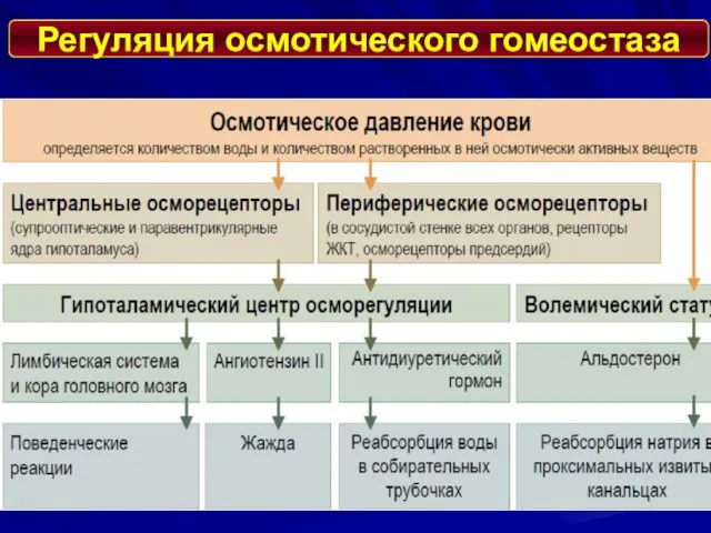 Регуляция осмотического гомеостаза