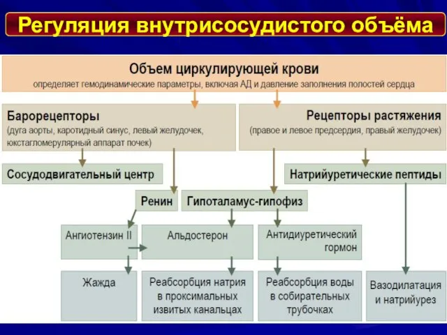 Регуляция внутрисосудистого объёма