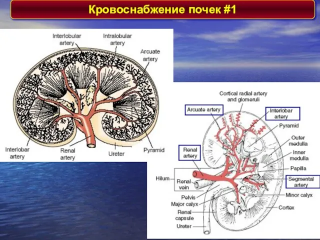 Кровоснабжение почек #1