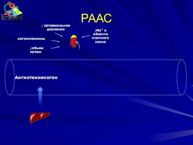 РААС Ангиотензиноген катехоламины ↓ артериальное давление ↓объем крови ↓Na+ в области плотного пятна