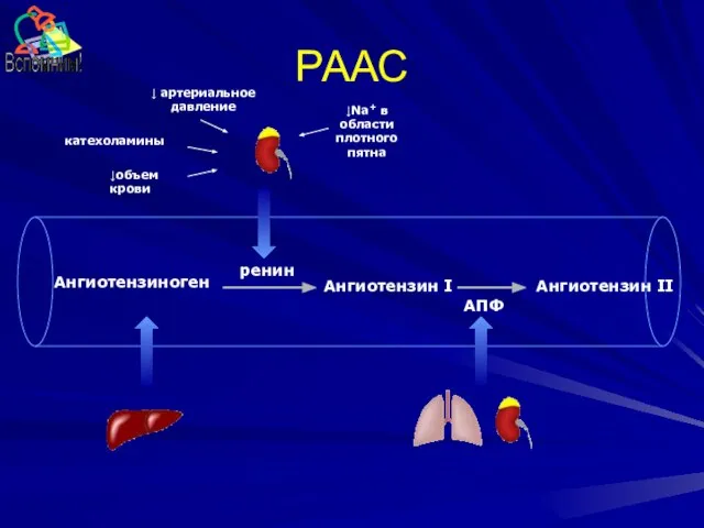 РААС Ангиотензиноген Ангиотензин I Ангиотензин II ренин АПФ катехоламины ↓ артериальное