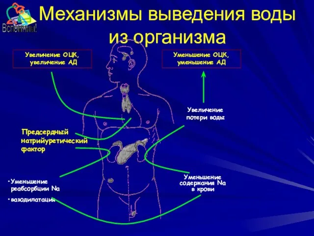 Механизмы выведения воды из организма Уменьшение ОЦК, уменьшение АД Предсердный натрийуретический