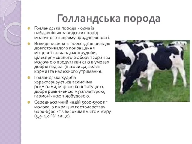 Голландська порода Голландська порода - одна із найдавніших заводських порід молочного