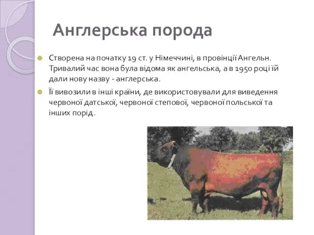 Англерська порода Створена на початку 19 ст. у Німеччині, в провінції