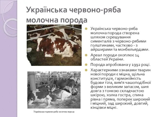 Українська червоно-ряба молочна порода Українська червоно-ряба молочна порода створена шляхом схрещування