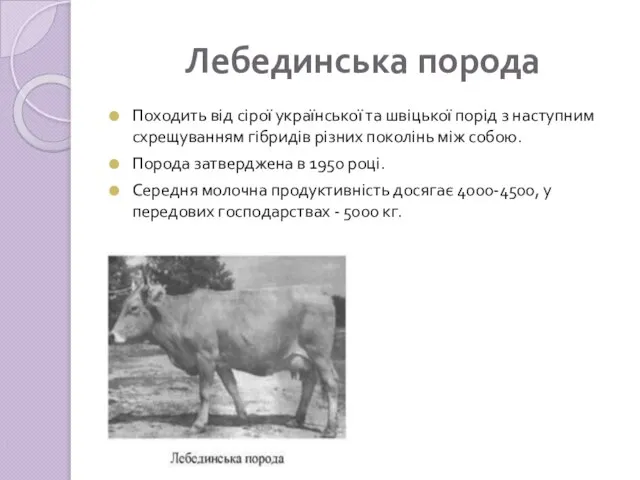 Лебединська порода Походить від сірої української та швіцької порід з наступним