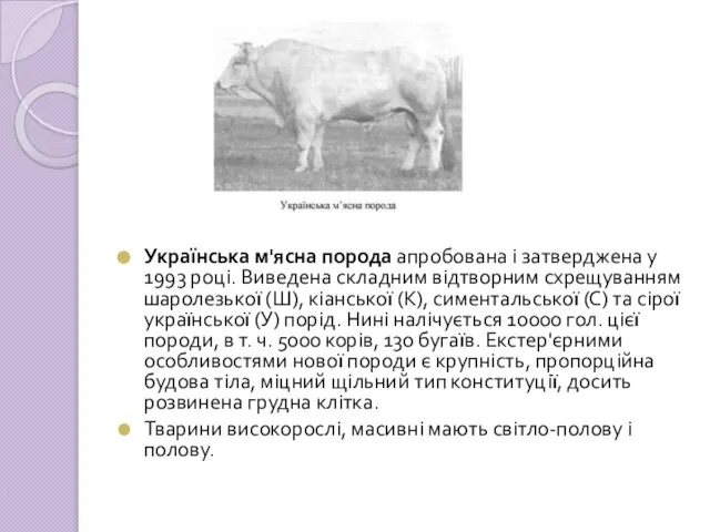 Українська м'ясна порода апробована і затверджена у 1993 році. Виведена складним