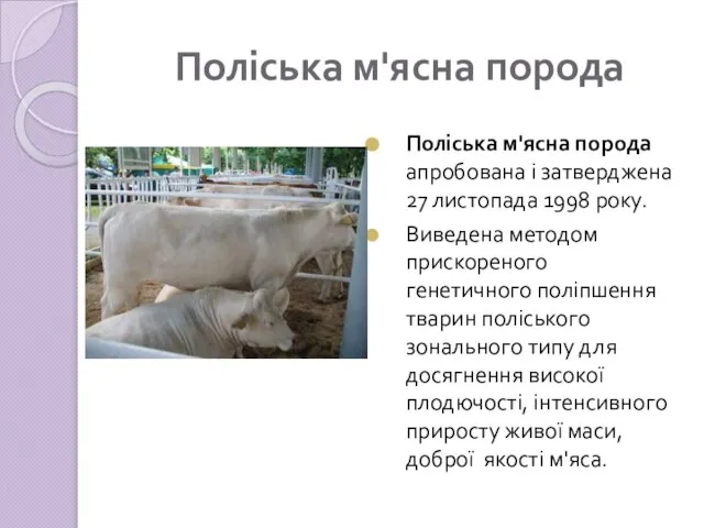 Поліська м'ясна порода Поліська м'ясна порода апробована і затверджена 27 листопада