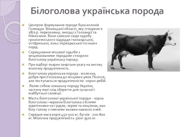 Білоголова українська порода Центром формування породи була колонія Голендри Вінницької області,