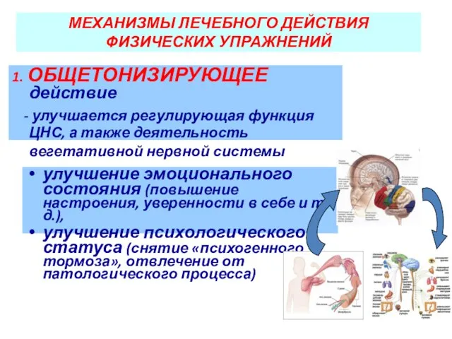 МЕХАНИЗМЫ ЛЕЧЕБНОГО ДЕЙСТВИЯ ФИЗИЧЕСКИХ УПРАЖНЕНИЙ 1. ОБЩЕТОНИЗИРУЮЩЕЕ действие - улучшается регулирующая