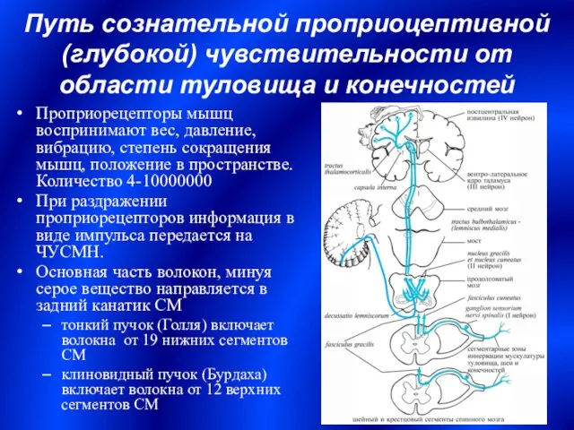 Путь сознательной проприоцептивной (глубокой) чувствительности от области туловища и конечностей Проприорецепторы