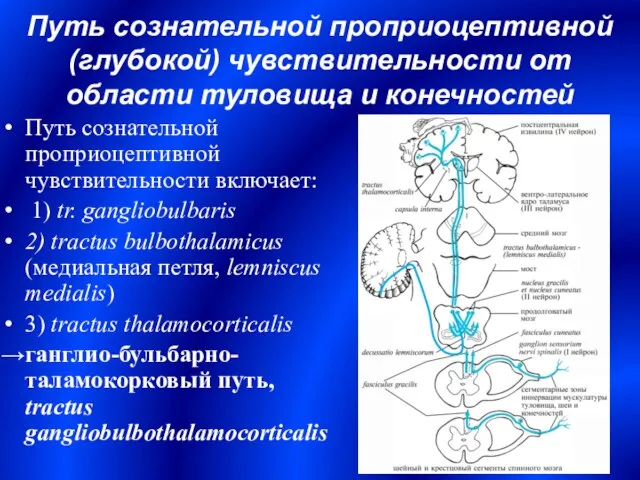 Путь сознательной проприоцептивной чувствительности включает: 1) tr. gangliobulbaris 2) tractus bulbothalamicus