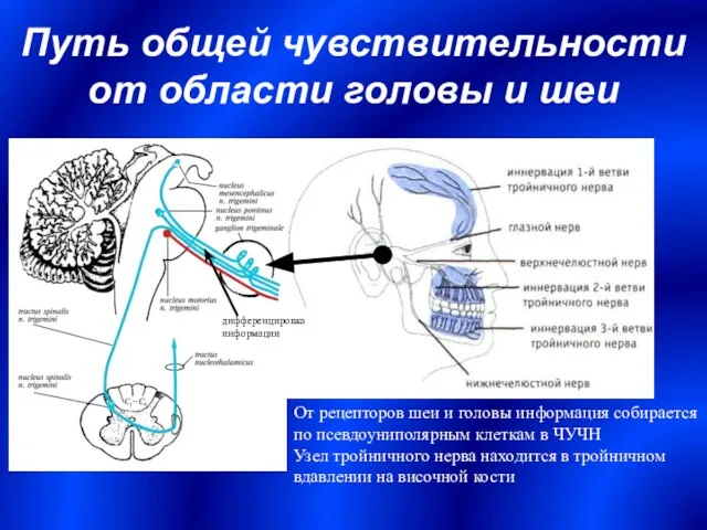 Путь общей чувствительности от области головы и шеи дифференцировка информации От