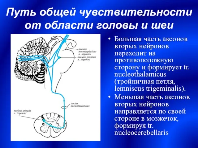 Большая часть аксонов вторых нейронов переходит на противоположную сторону и формирует