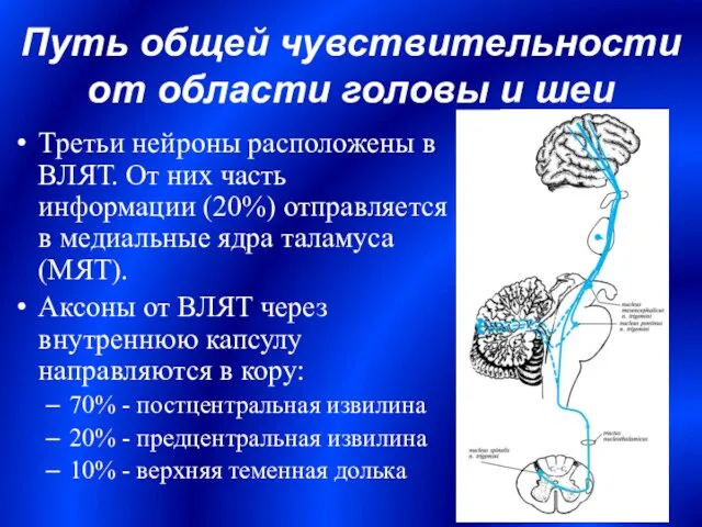 Третьи нейроны расположены в ВЛЯТ. От них часть информации (20%) отправляется