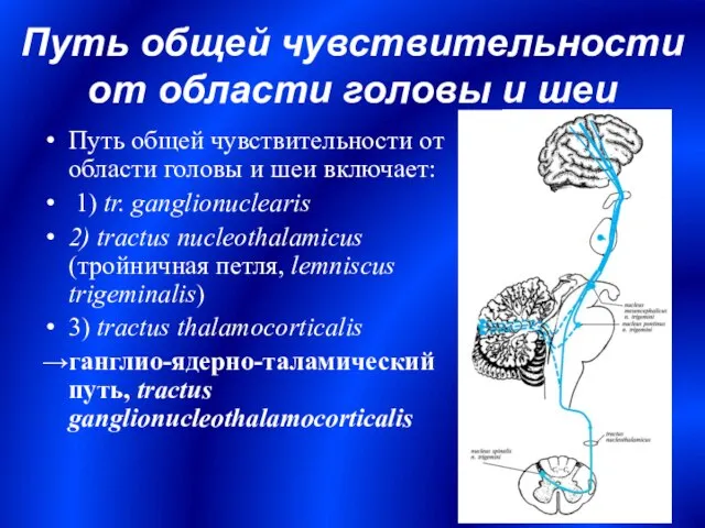 Путь общей чувствительности от области головы и шеи Путь общей чувствительности