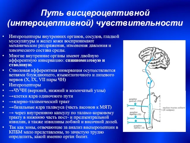 Путь висцероцептивной (интероцептивной) чувствительности Интероцепторы внутренних органов, сосудов, гладкой мускулатуры и