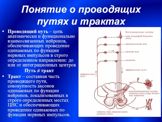 Понятие о проводящих путях и трактах Проводящий путь – цепь анатомически