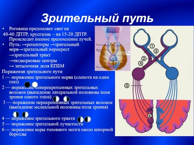 Зрительный путь Роговица преломляет свет на 40-40 ДПТР, хрусталик – на