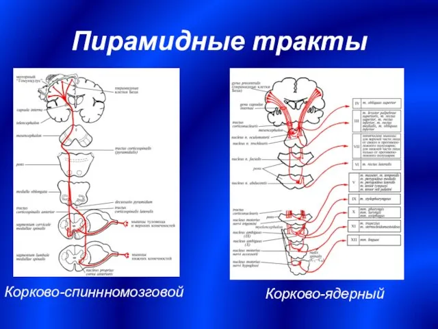 Пирамидные тракты Корково-спиннномозговой Корково-ядерный