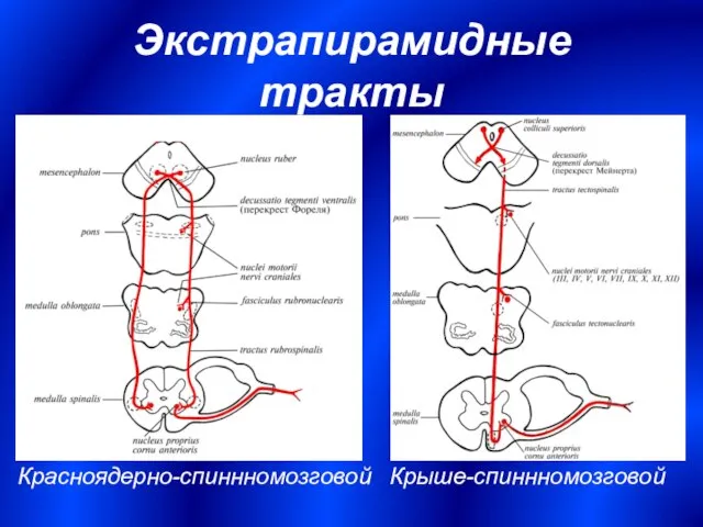 Экстрапирамидные тракты Красноядерно-спиннномозговой Крыше-спиннномозговой