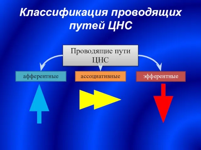 Классификация проводящих путей ЦНС Проводящие пути ЦНС афферентные эфферентные ассоциативные