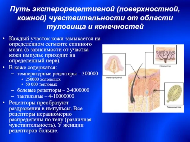 Путь экстерорецептивной (поверхностной, кожной) чувствительности от области туловища и конечностей Каждый