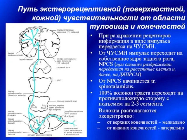 Путь экстерорецептивной (поверхностной, кожной) чувствительности от области туловища и конечностей При