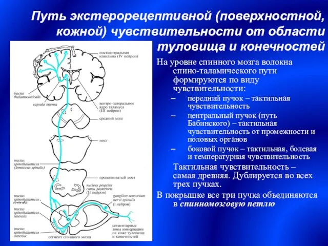 Путь экстерорецептивной (поверхностной, кожной) чувствительности от области туловища и конечностей На