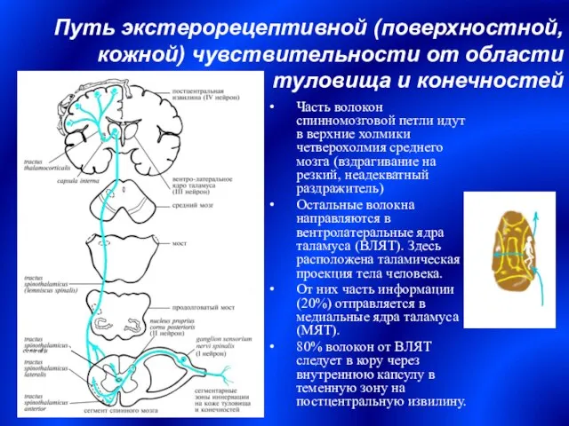 Путь экстерорецептивной (поверхностной, кожной) чувствительности от области туловища и конечностей Часть