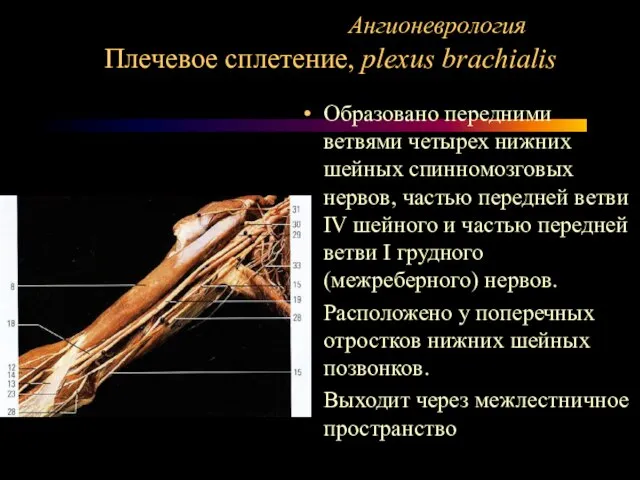 Ангионеврология Плечевое сплетение, plexus brachialis Образовано передними ветвями четырех нижних шейных