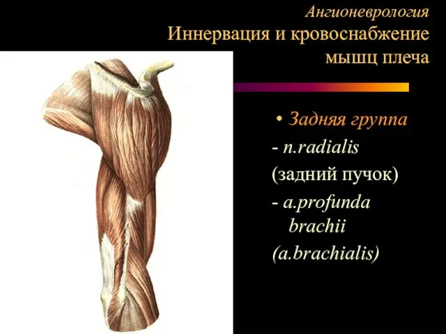 Ангионеврология Иннервация и кровоснабжение мышц плеча Задняя группа - n.radialis (задний пучок) - a.profunda brachii (a.brachialis)