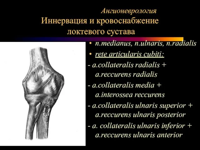 Ангионеврология Иннервация и кровоснабжение локтевого сустава n.medianus, n.ulnaris, n.radialis rete articularis