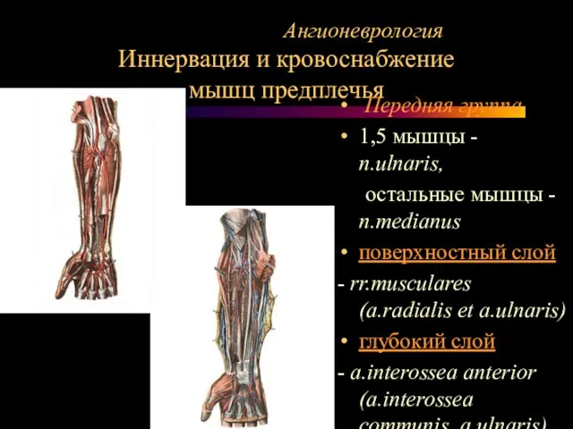 Ангионеврология Иннервация и кровоснабжение мышц предплечья Передняя группа 1,5 мышцы -