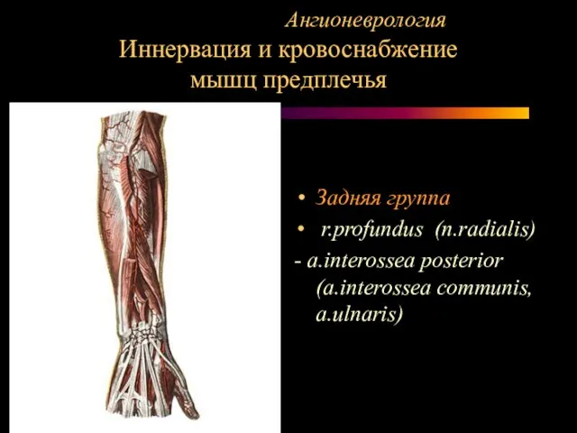 Ангионеврология Иннервация и кровоснабжение мышц предплечья Задняя группа r.profundus (n.radialis) - a.interossea posterior (a.interossea communis, a.ulnaris)
