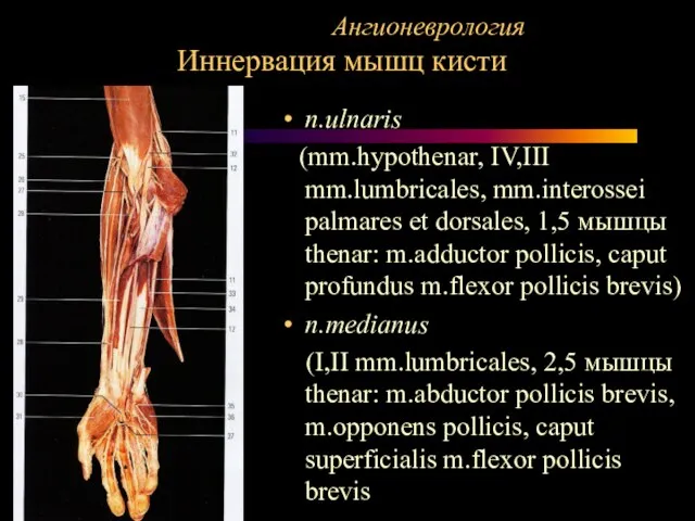 Ангионеврология Иннервация мышц кисти n.ulnaris (mm.hypothenar, IV,III mm.lumbricales, mm.interossei palmares et