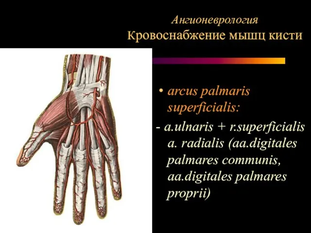 Ангионеврология Кровоснабжение мышц кисти arcus palmaris superficialis: - a.ulnaris + r.superficialis