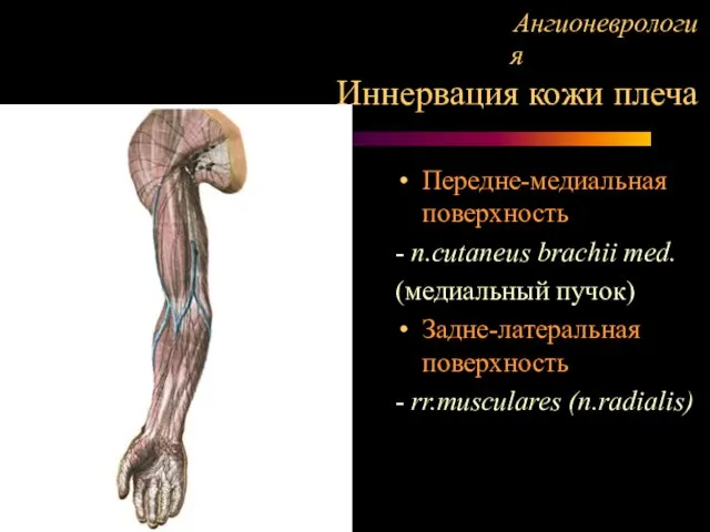 Ангионеврология Иннервация кожи плеча Передне-медиальная поверхность - n.cutaneus brachii med. (медиальный