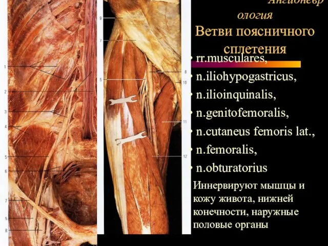 Ангионеврология Ветви поясничного сплетения rr.musculares, n.iliohypogastricus, n.ilioinquinalis, n.genitofemoralis, n.cutaneus femoris lat.,