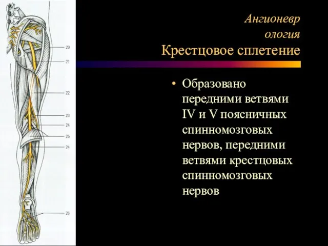 Ангионеврология Крестцовое сплетение Образовано передними ветвями IV и V поясничных спинномозговых