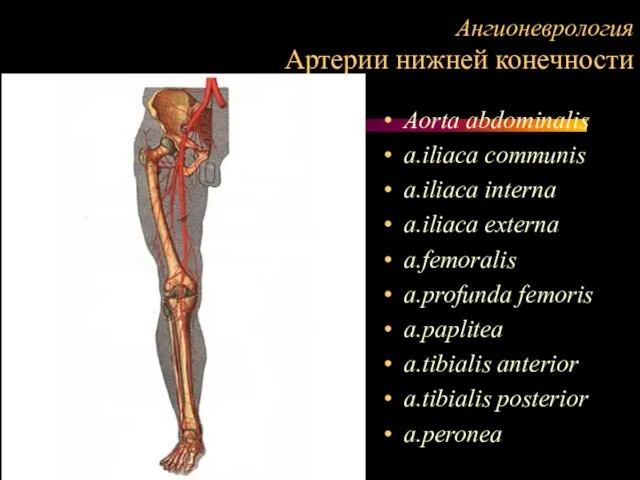 Ангионеврология Артерии нижней конечности Aorta abdominalis a.iliaca communis a.iliaca interna a.iliaca