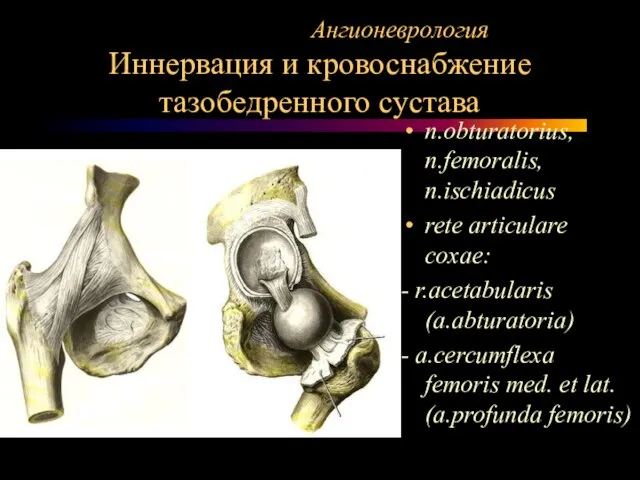 Ангионеврология Иннервация и кровоснабжение тазобедренного сустава n.obturatorius, n.femoralis, n.ischiadicus rete articulare