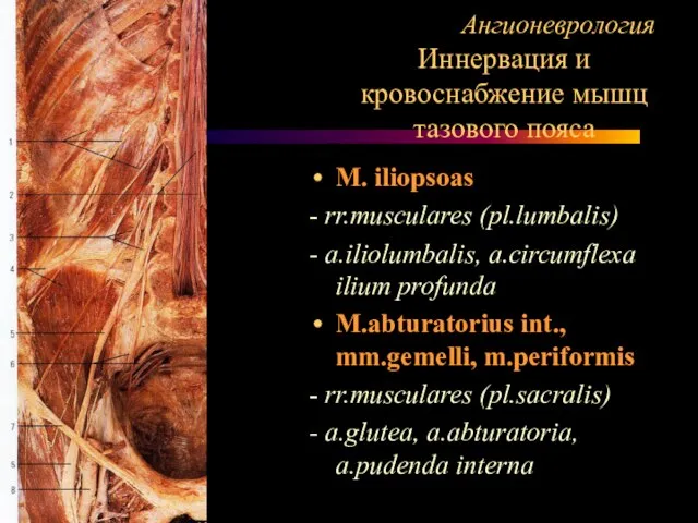 Ангионеврология Иннервация и кровоснабжение мышц тазового пояса M. iliopsoas - rr.musculares