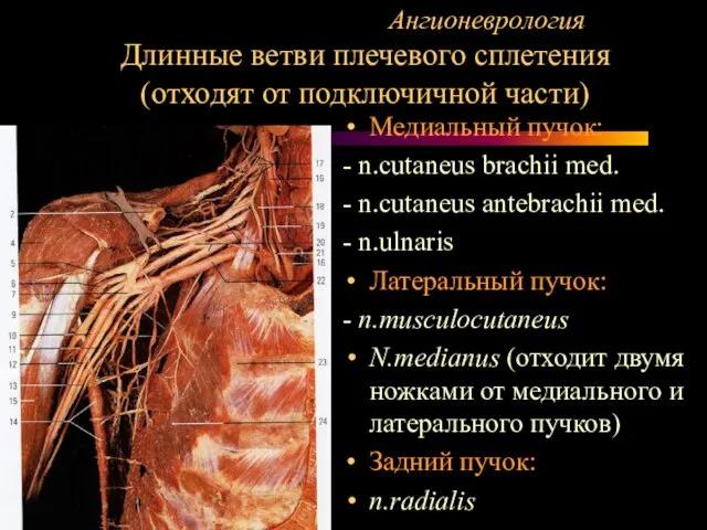 Ангионеврология Длинные ветви плечевого сплетения (отходят от подключичной части) Медиальный пучок: