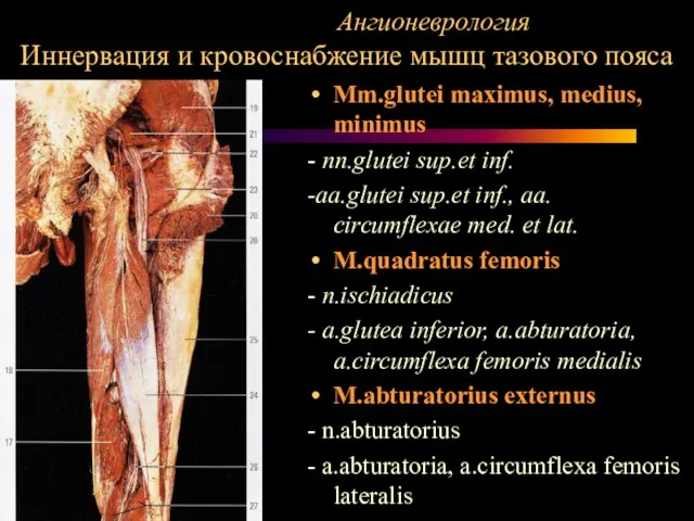 Ангионеврология Иннервация и кровоснабжение мышц тазового пояса Mm.glutei maximus, medius, minimus