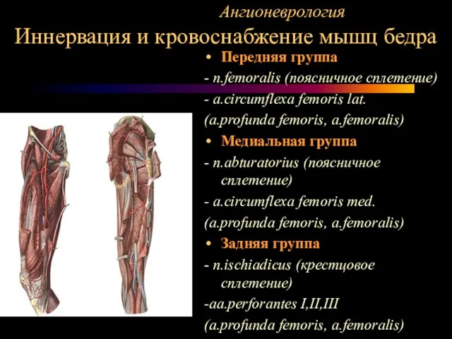 Ангионеврология Иннервация и кровоснабжение мышц бедра Передняя группа - n.femoralis (поясничное