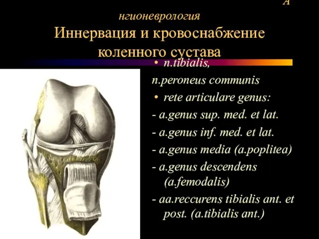 Ангионеврология Иннервация и кровоснабжение коленного сустава n.tibialis, n.peroneus communis rete articulare