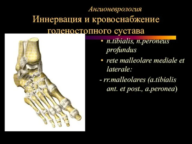 Ангионеврология Иннервация и кровоснабжение голеностопного сустава n.tibialis, n.peroneus profundus rete malleolare