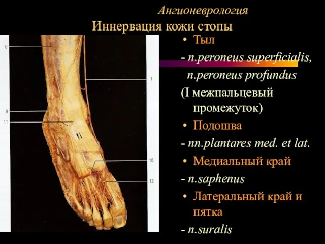 Ангионеврология Иннервация кожи стопы Тыл - n.peroneus superficialis, n.peroneus profundus (I